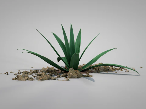 Plant Aloe Vera 3D Model