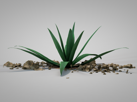 Plant Aloe Vera 3D Model