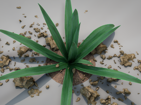 Plant Aloe Vera 3D Model