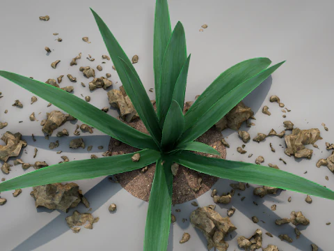 Plant Aloe Vera 3D Model
