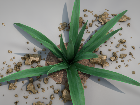 Plant Aloe Vera 3D Model