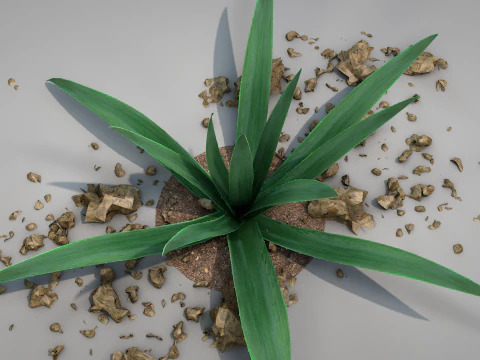 Plant Aloe Vera 3D Model