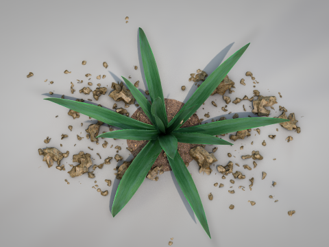 Plant Aloe Vera 3D Model