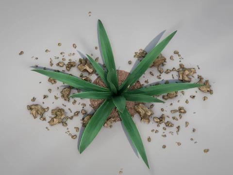 Plant Aloe Vera 3D Model