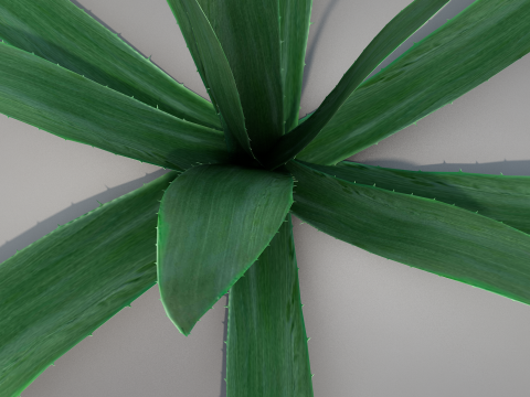 Plant Aloe Vera 3D Model