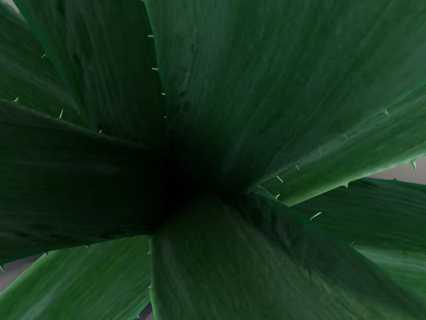 Plant Aloe Vera 3D Model