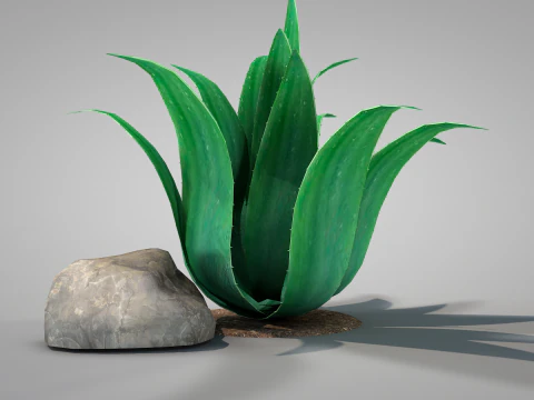 용설란 가족 식물 3D 모델