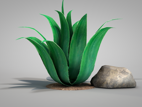 Plant Agave Family Modèle 3D