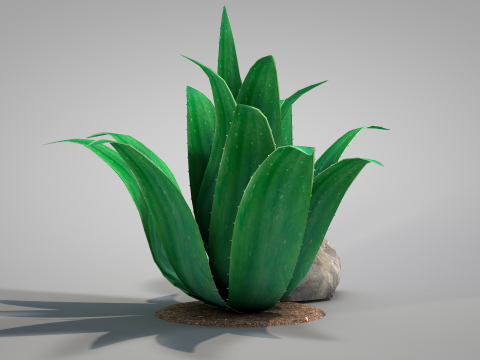 Plant Agave Family Modèle 3D