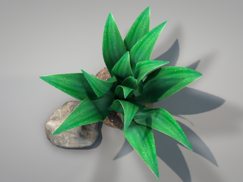 Plant Agave Family Modèle 3D