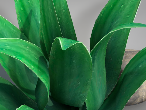 Plant Agave Family Modèle 3D
