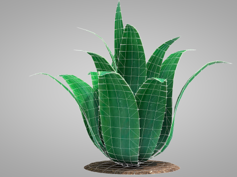 Plant Agave Family Modèle 3D