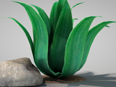 Plant Agave Family Modèle 3D