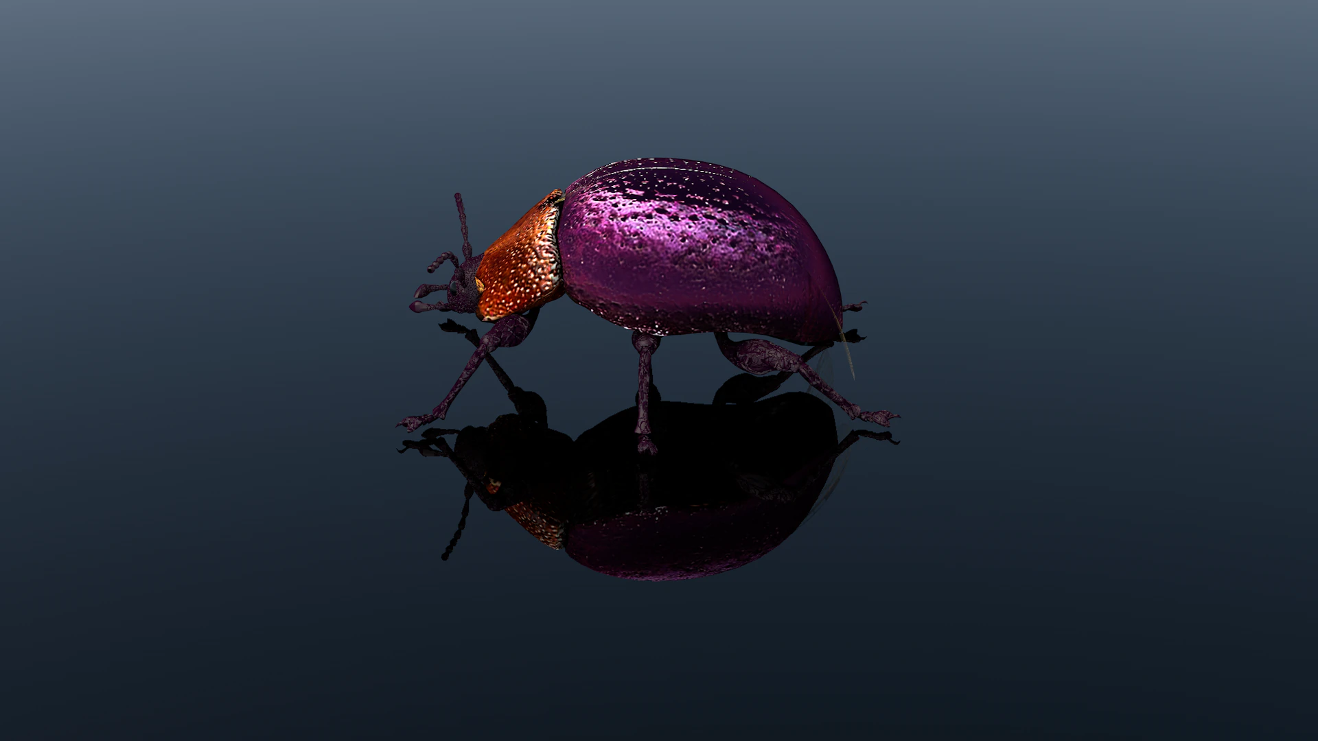Beetle Insect 3D Model .c4d .max .obj .3ds .fbx .stl .blend 
