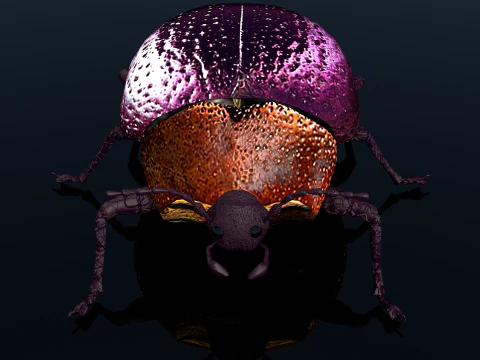 Beetle Insect 3D Model