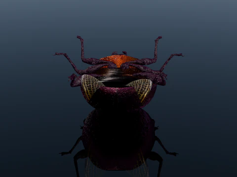 Beetle Insect 3D Model