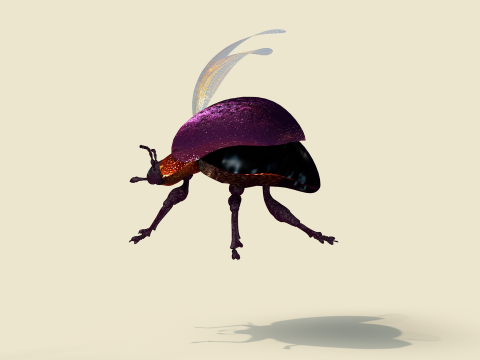 Beetle Insect 3D मॉडल