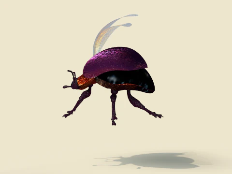 Beetle Insect 3D Model