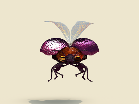 Beetle Insect 3D मॉडल