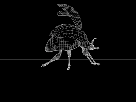Beetle Insect 3D मॉडल