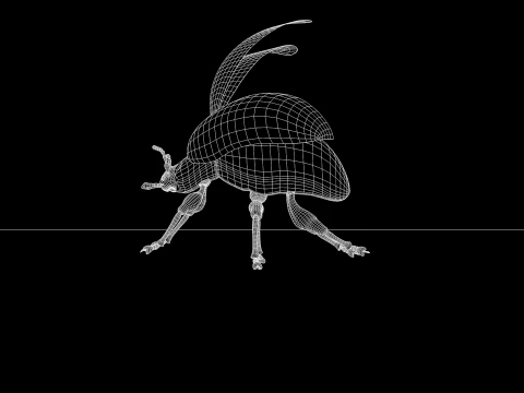 Beetle Insect 3D Model