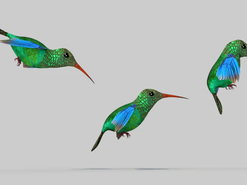 Beija-flor Dois Modelo 3D