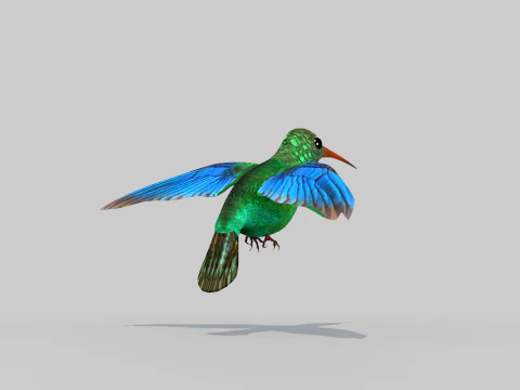 Beija-flor Dois Modelo 3D