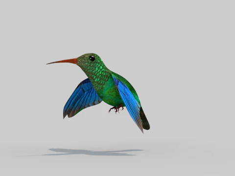 Beija-flor Dois Modelo 3D