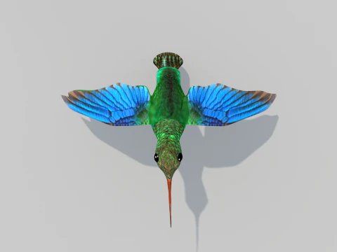 Beija-flor Dois Modelo 3D