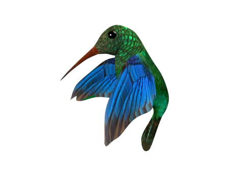 Beija-flor Dois Modelo 3D