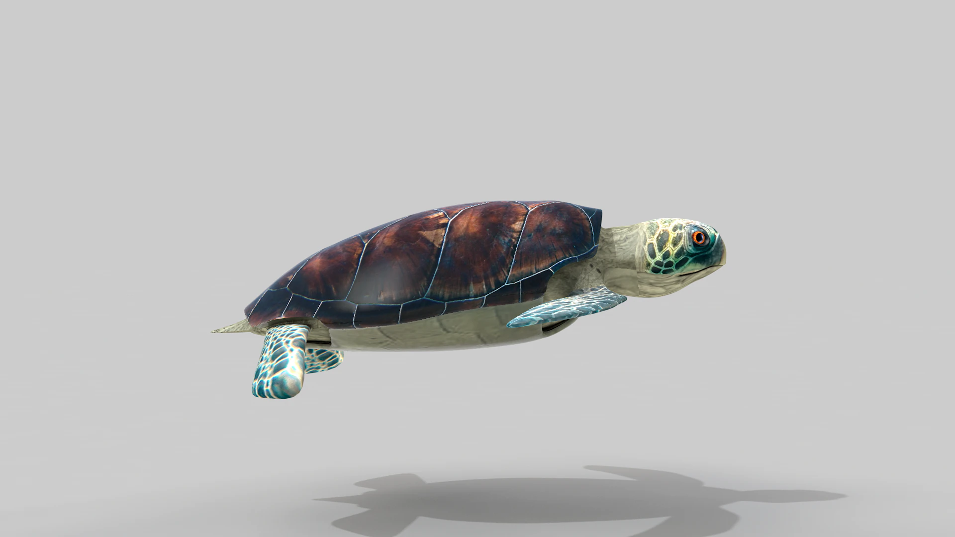 Sea Turtle 3D Model .c4d .max .obj .3ds .fbx .stl .blend 