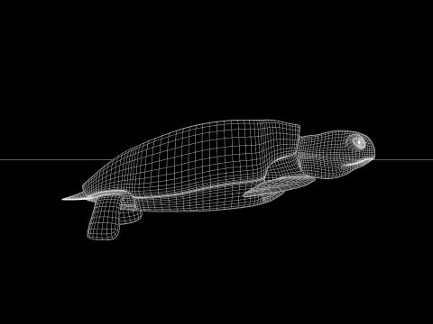 Sea Turtle 3D Model
