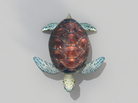 Sea Turtle 3D मॉडल