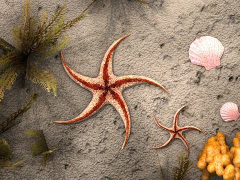Starfish Tree 3D Model