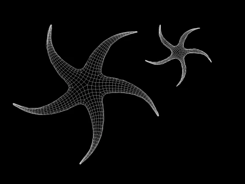 Starfish Tree 3D Model