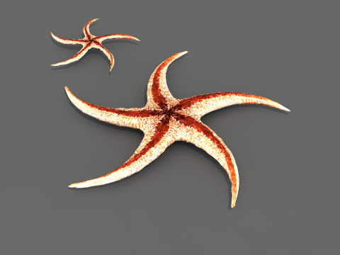 Starfish Tree 3Dモデル