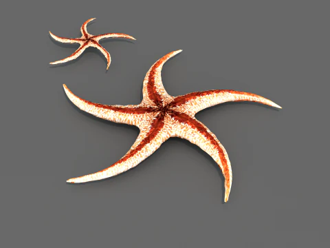 Starfish Tree 3D Model