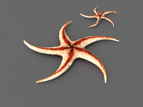 Starfish Tree 3Dモデル