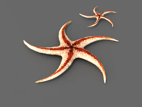 Starfish Tree 3D Model