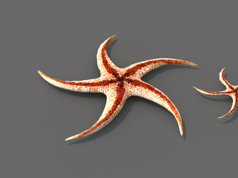 Starfish Tree 3Dモデル