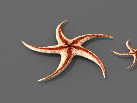 Starfish Tree 3D Model