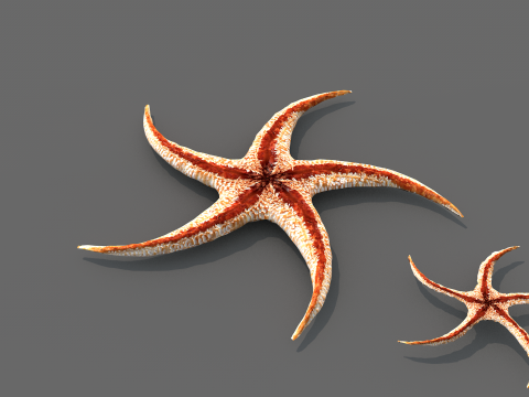 Starfish Tree 3Dモデル