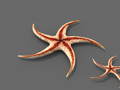 Starfish Tree 3D Model