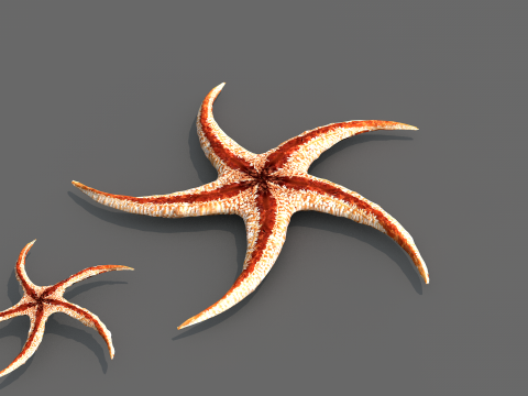Starfish Tree 3Dモデル