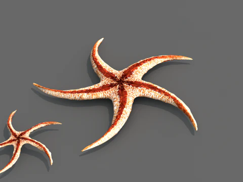 Starfish Tree 3D Model