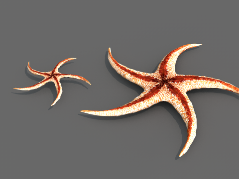 Starfish Tree 3Dモデル