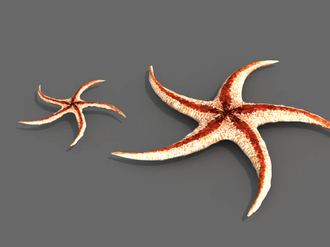 Starfish Tree 3D Model