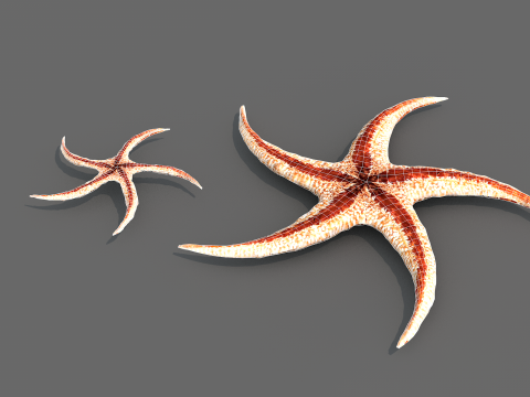 Starfish Tree 3Dモデル