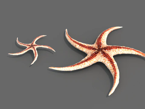 Starfish Tree 3D Model