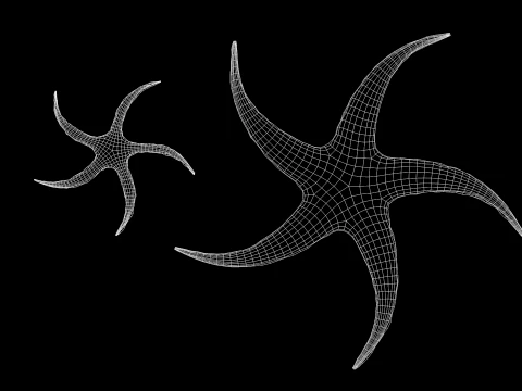 Starfish Tree 3D Model